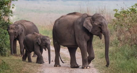 Fototapeta na wymiar Asian Big Elephant with family roaming at Jim Corbett National Park