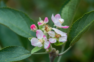 Close up of blooming apple tree with pink flowers