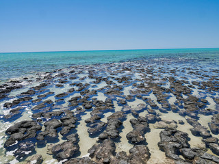 Stromatolites at Hamelin Pool Marine Nature Reserve, Australia