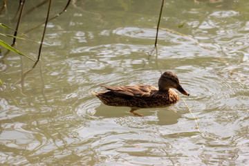 Vogelwelt am Plattensee in Ungarn