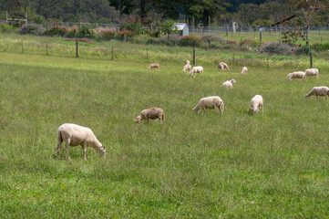 Obraz na płótnie Canvas Flock of sheep grazing on green grass paddock