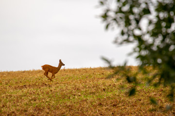 Rehe grasen auf dem Feld