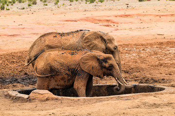 Young elephants having fun