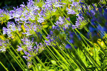 groups of purple agapanthus lit by the sun in the garden of balbianello villa in the comune of Lenno, Italy, overlooking Lake Como. © stefano