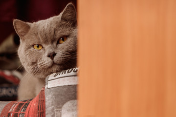 A gray british cat peeps out of the closet.