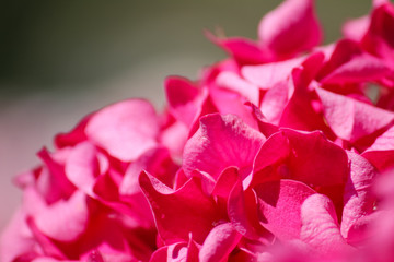 Extreme macro Close up of a pink Hydrangea illuminated by the sun with a blurry background