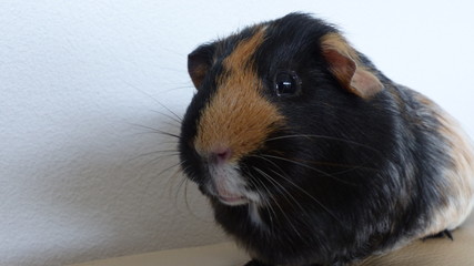 guinea pig