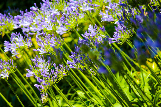 groups of purple agapanthus lit by the sun in the garden of balbianello villa in the comune of Lenno, Italy, overlooking Lake Como.