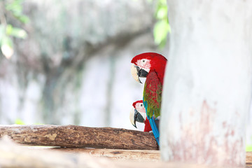 Red and green Macaw