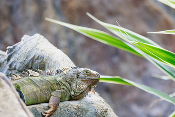Green Iquana in the zoo