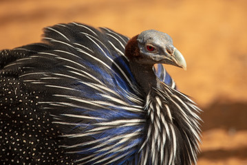 Portrait of a vulture guinea fowl.
