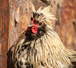 Portrait of a thoroughbred rooster on a farm