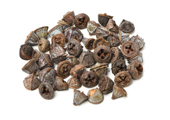 Dried fruits of eucaliptus globulus labill on white background