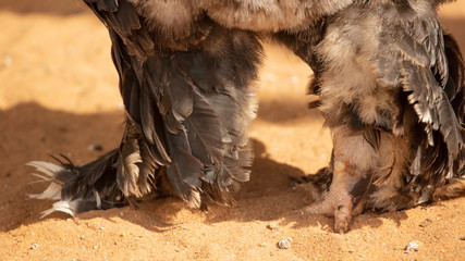 Feathers on the legs of a rooster