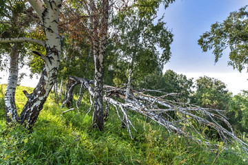 landscape in Altai mountains