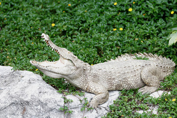 Albino Siamese Crocodile in the zoo.