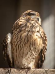 Portrait of an eagle in a zoo