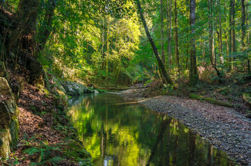 Forest landscape with green trees and river, creek