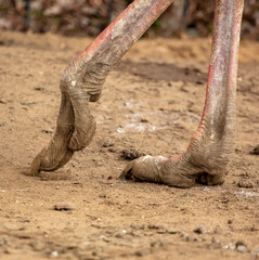 Ostrich legs on the ground at the zoo