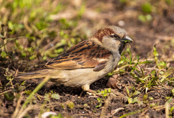 Portrait of a sparrow on the ground in a park