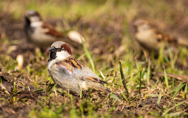 Portrait of a sparrow on the ground in a park