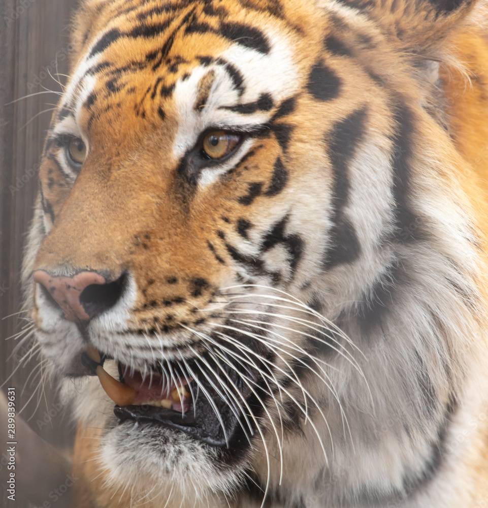 Sticker Portrait of an Ussuri tiger in a zoo