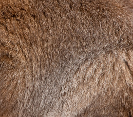 Kangaroo skin as an abstract background
