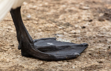 Black paw at the white swan in the park