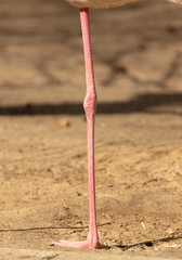 A long red paw near a flamingo in the park