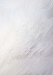 Feathers on a white peacock as an abstract background