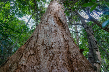 Tall red cedar tree with wide trunk and bark texture