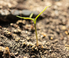 Little sprout in the ground in the park