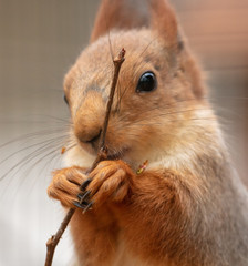 Portrait of a squirrel eating a branch in a zoo