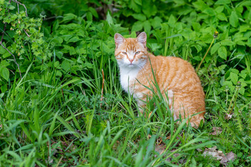 Naklejka na ściany i meble red cat stands in the grass