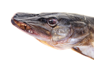 Salty fish pike on a white background
