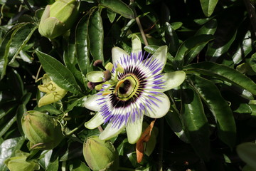 Passionsblume