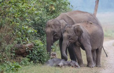 Fototapeta premium Asian Big Elephant with family roaming at Jim Corbett National Park