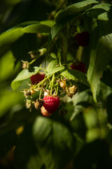 Raspberry in the garden