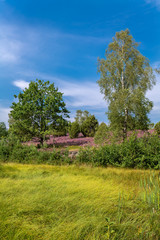 The Lueneburg Heath Nature Park (German: Naturpark Lüneburger Heide) in Lower Saxony, Germany.