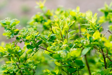 background of a Bush with green leaves