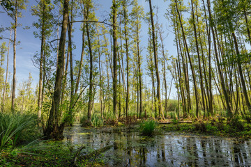 Fototapeta na wymiar Wetland forest landscape in Europe