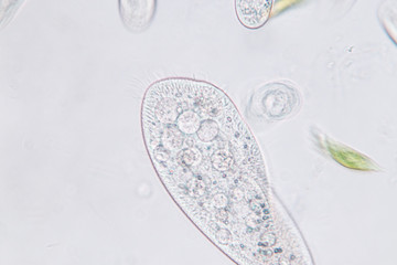 Paramecium caudatum is a genus of unicellular ciliated protozoan and Bacterium under the microscope.
