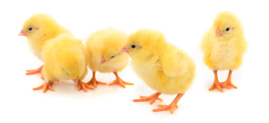 Five yellow chickens.