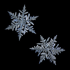 Two snowflakes isolated on black background. Macro photo of real snow crystals: large stellar dendrites with complex ornate shapes, hexagonal symmetry, elegant arms and glossy, relief surface.