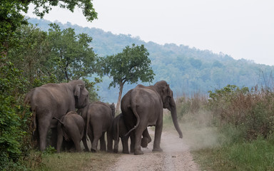 Obraz premium Asian Big Elephant with family roaming at Jim Corbett National Park