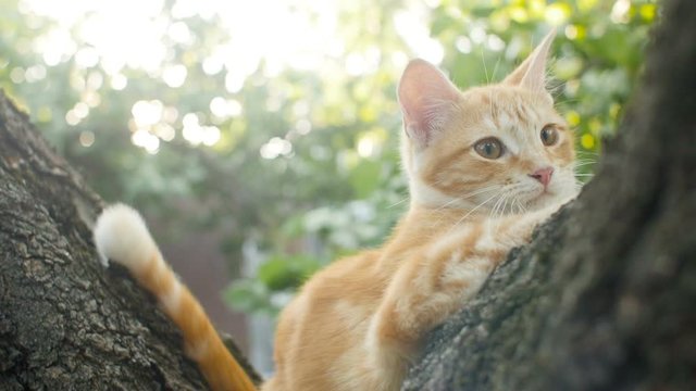 cute red cat sits on a tree and watches nature, funny animals, kitten is resting and observing garden