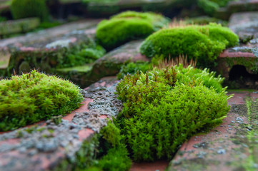 green moss on the roof