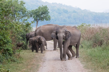 Asian Big Elephant with family roaming at Jim Corbett National Park