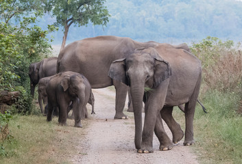 Fototapeta na wymiar Asian Big Elephant with family roaming at Jim Corbett National Park