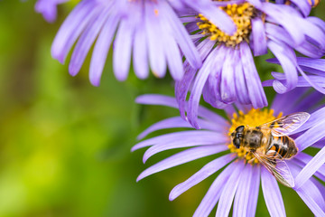 Close up bee on blue aster. Purple flowers.